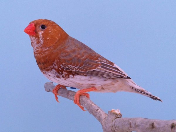 Oranjeborst zwartborst grijs P1232165